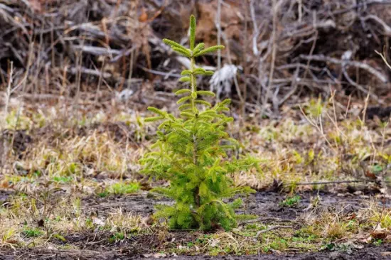 El aporte de las comunidades en los procesos de reforestación