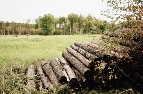 Deforestation In The Amazon: Forests Need Us