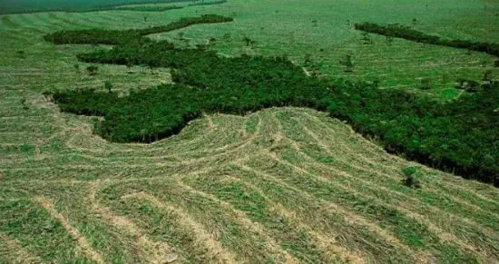 Capturado el Principal Responsable de la Deforestación en la Amazonía