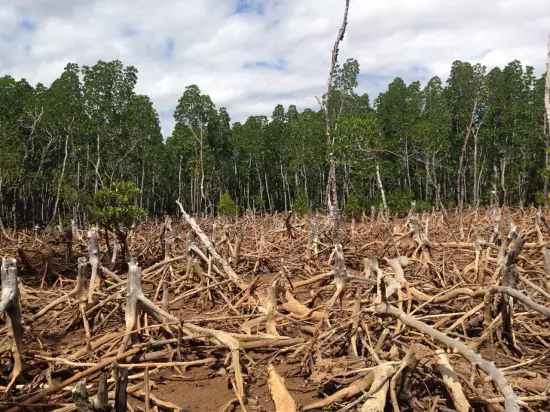 2017: Aumento de un 23% en la deforestación colombiana