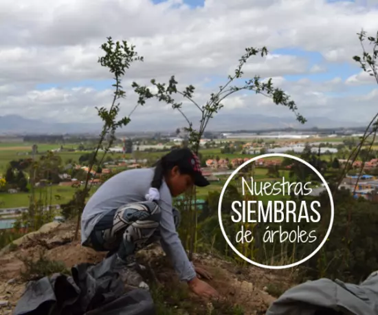 Estas invitado a nuestra siembra de árboles!