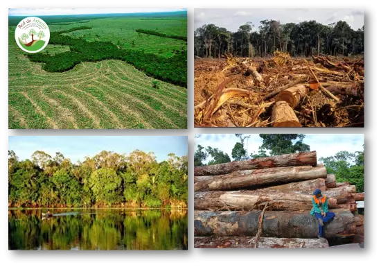 Amazonas: El Paraíso Verde en Peligro