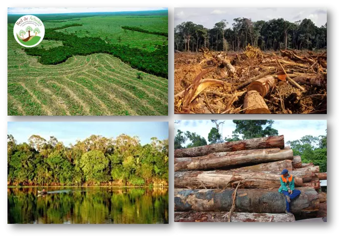 Amazonas: El Paraíso Verde en Peligro