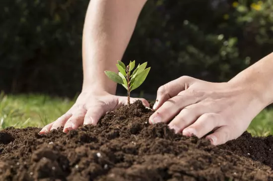 Claves para la Siembra y Mantenimiento Exitoso de Árboles