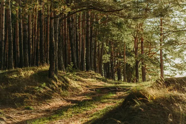 ¿Cuál es el Propósito de la Reforestación?