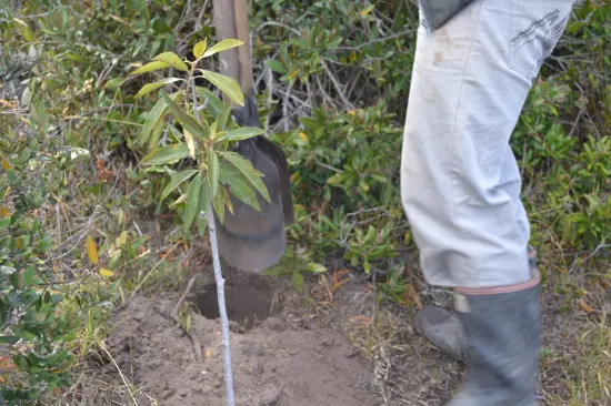 Guía Práctica para Sembrar un Árbol