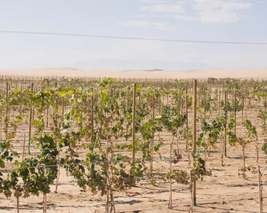 Conociendo las especies arbóreas nativas de Lima, Perú