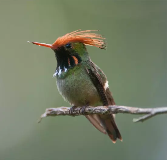 Día Internacional de las Aves: ¡Descubre la Magia del Cielo!