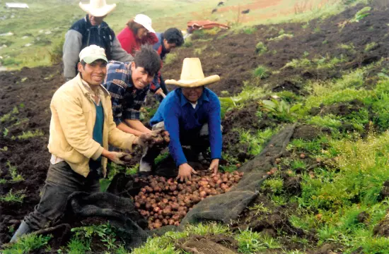 La Polarización en Cajamarca Persiste Tras la Consulta Minera