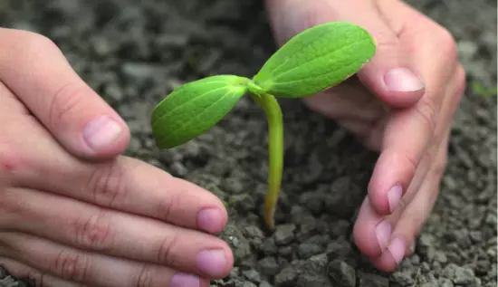 Proyectos que deben presentar un Plan de Compensación Ambiental, Perú