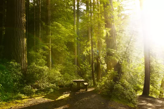 Compensaciones Forestales: Qué Son y Qué Tipos Existen