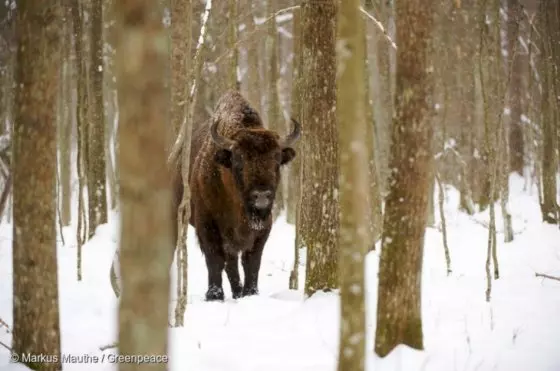 Inicia la tala de uno de los últimos bosques vírgenes de Europa