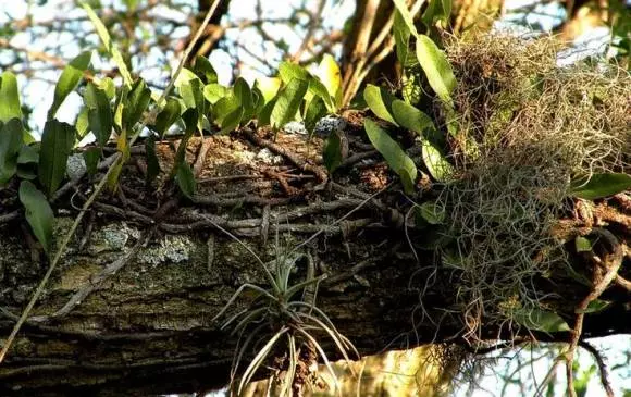 Alarma en Nuestros Bosques: 8 de cada 100 Epífitas Mueren Anualmente