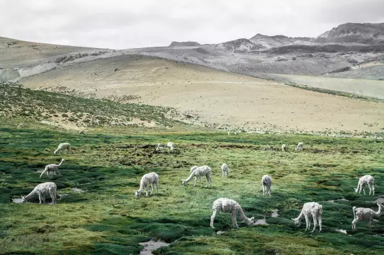 Red de Árboles en Perú: un compromiso más con el medio ambiente