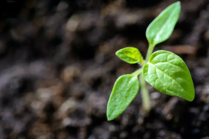 Reforestando Bogotá: Un Futuro Verde para Todos