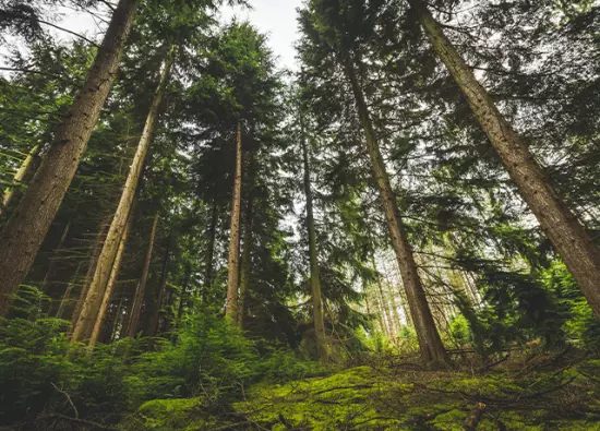 ¿Qué es un árbol y cuáles son sus características?