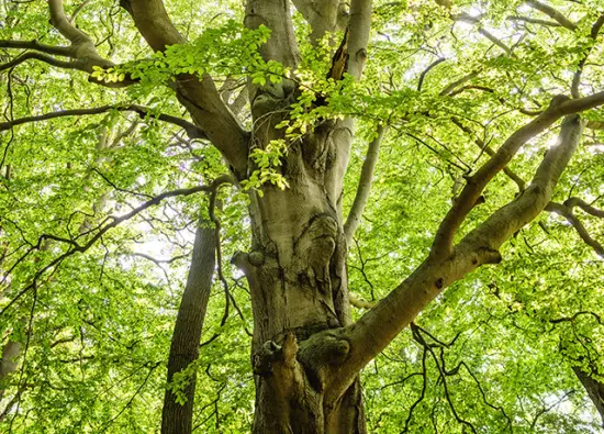 ¿Dónde puedo plantar un árbol en Perú?