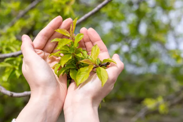 Compensación Ambiental: Pros y Contras