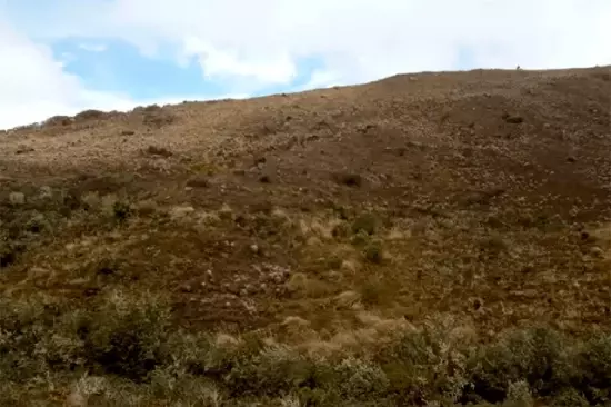 Red de Árboles construirá vivero en el Páramo de Sumapaz