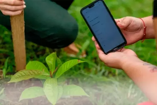 Ocho especies nativas colombianas para sembrar