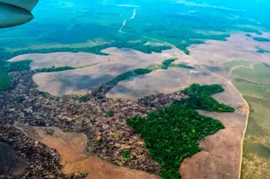 Selva Amazónica en UCI