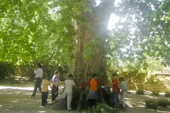 Sembrar un Árbol: Un Acto de Amor y su Impacto en los Niños