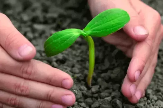 Técnicas de compensación ambiental en Sudamérica