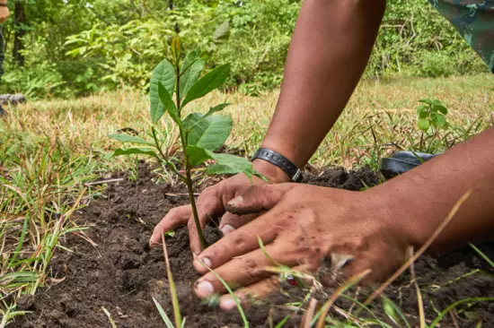 Guía Esencial: 8 Pasos Clave para Plantar un Árbol