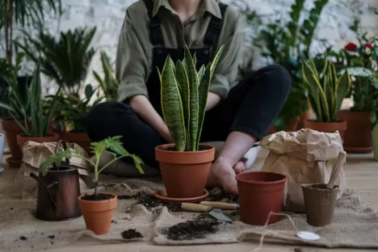 ¿Cuántos árboles debes sembrar para compensar tu huella de carbono?