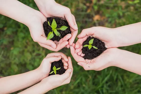 Claves para una Campaña de Siembra de Árboles Exitosa