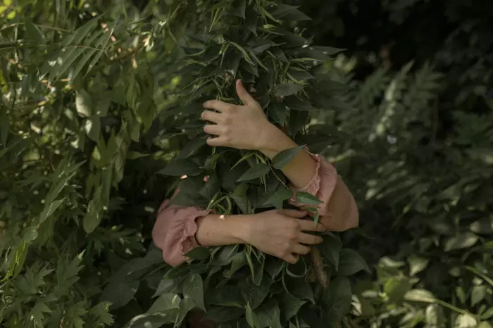 3 Grandes Iniciativas de Reforestación en Colombia