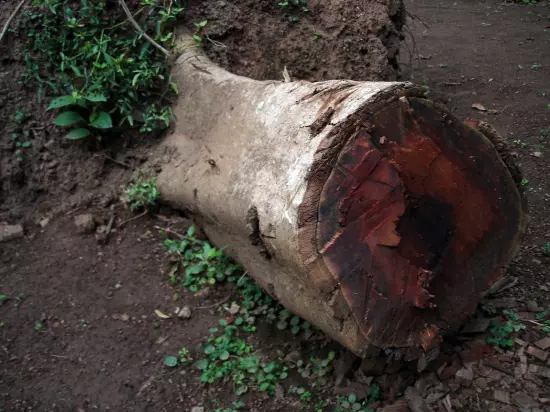 Desafíos de la Reforestación en Bogotá