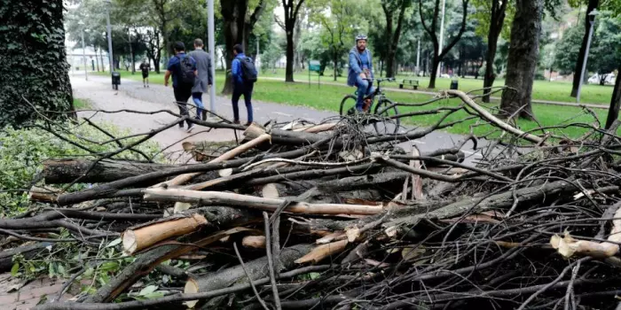 Alerta por Tala Masiva en el Parque El Virrey